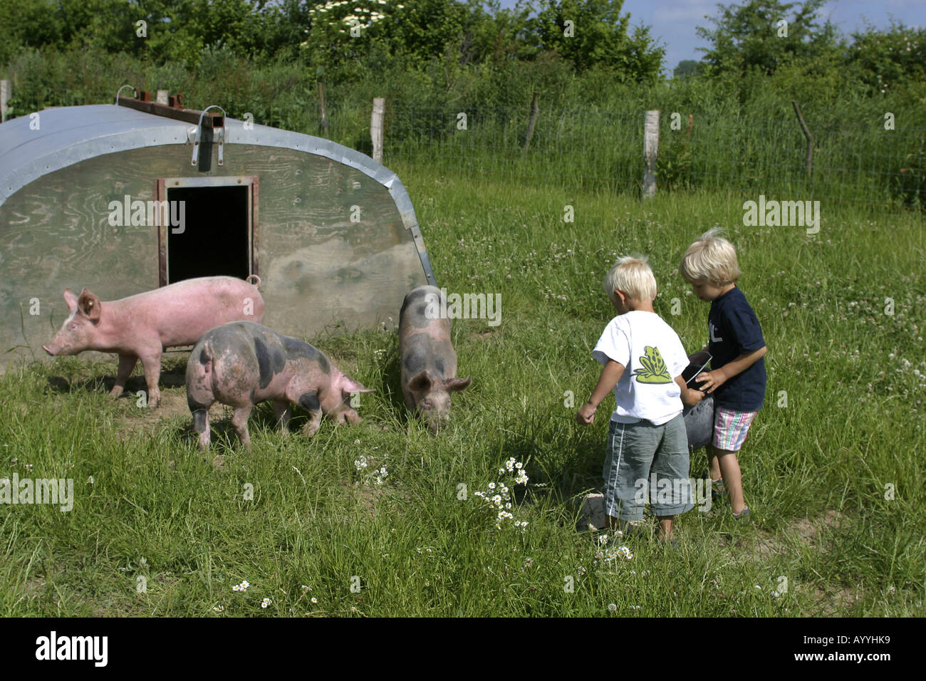 free range of pigs, two boys feeding pigs Stock Photo