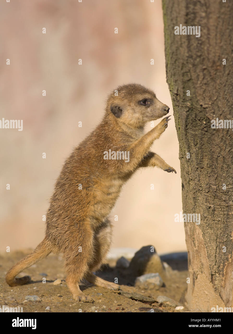 A meerkat (suricata suricatta) scratching at a tree Stock Photo