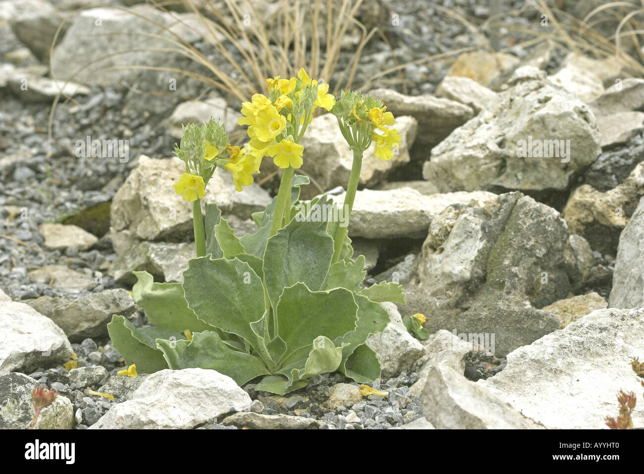 auricula dusty miller auricula dusty miller