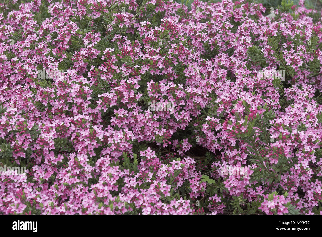 garland flower (Daphne cneorum), blooming Stock Photo