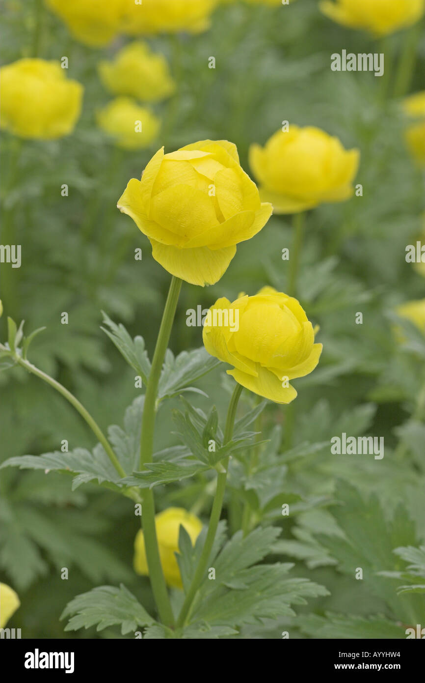 globeflower (Trollius europaeus), flowers Stock Photo