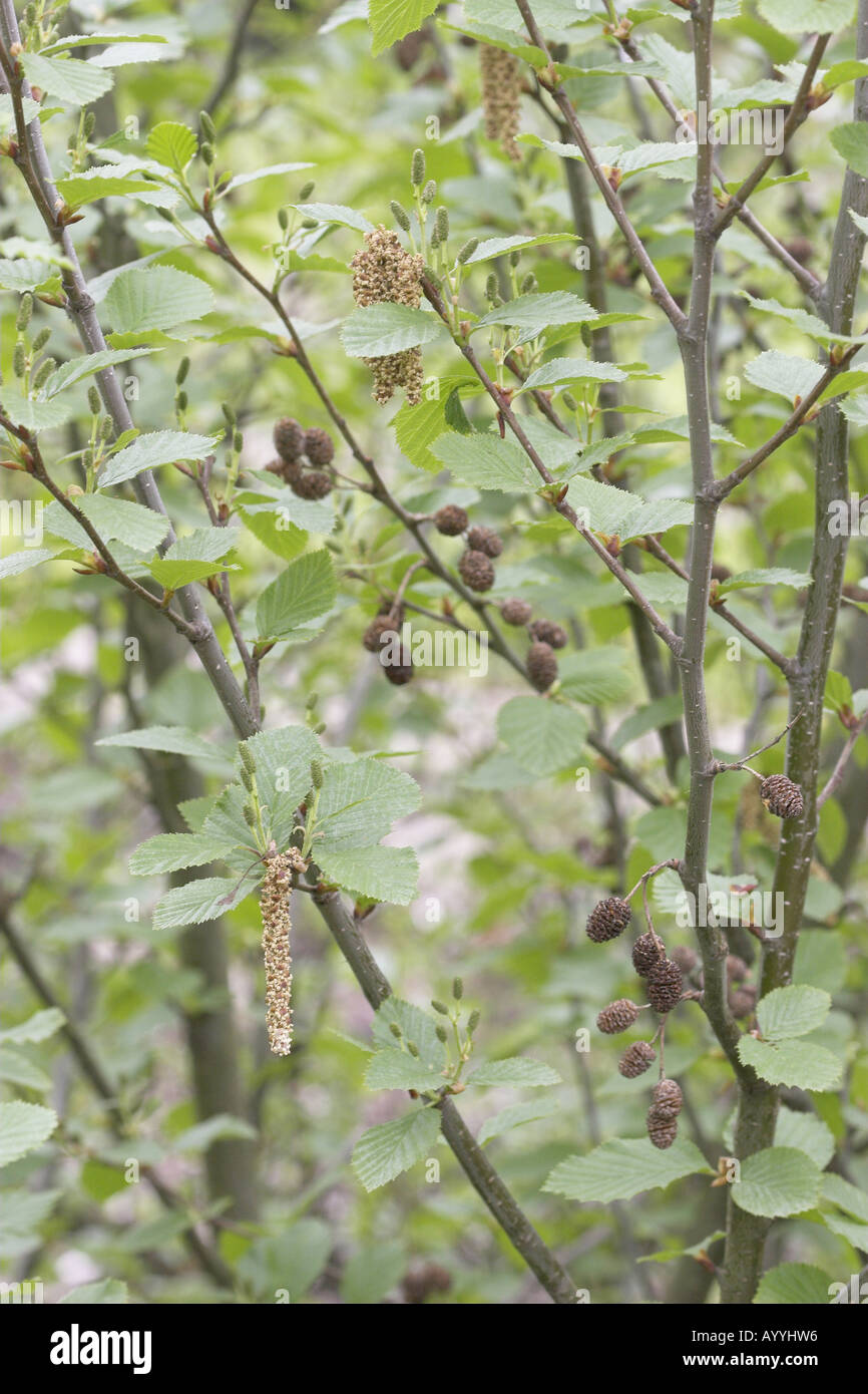 Green Alder (Alnus viridis), flowers and fruits Stock Photo