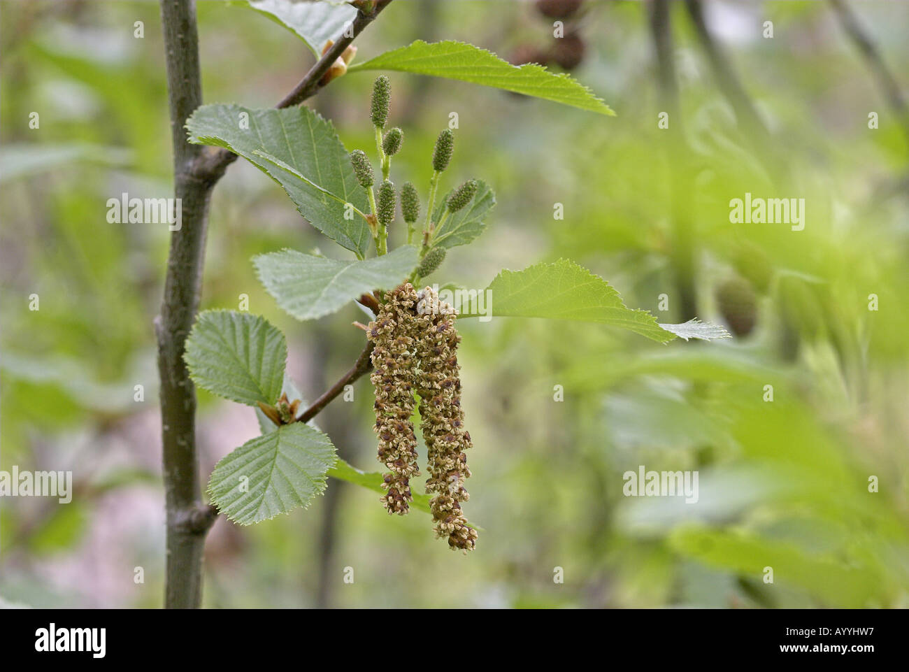 Green Alder (Alnus viridis), catkins Stock Photo