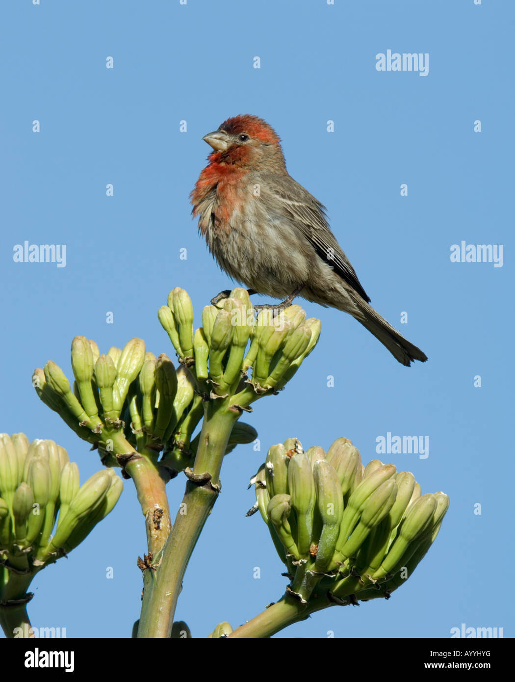Male House Finch on Century Plant Carpodacus mexicanus Arizona USA
