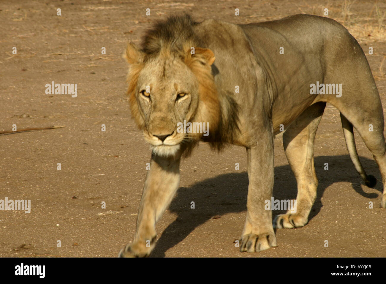 LION in Selous Reserve, Tanzania Stock Photo