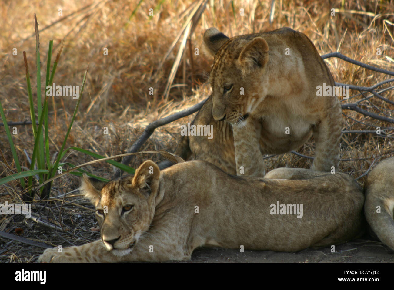 LIONS in Selous Reserve, Tanzania Stock Photo