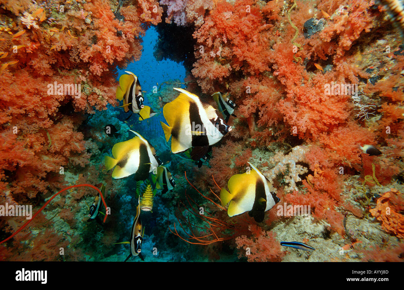 Masked bannerfish Heniochus monoceros Maldives Islands Indian ocean Ari Atol Atoll Stock Photo