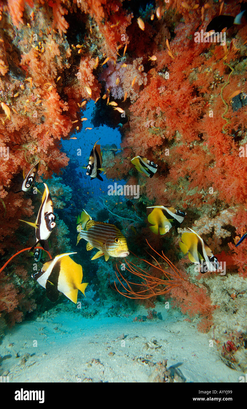 Masked bannerfish Heniochus monoceros Maldives Islands Indian ocean Ari Atol Atoll Stock Photo