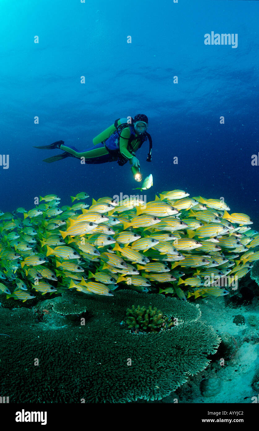 Schooling fivelined snapper and scuba diver Lutjanus quinquelineatus Maldives Islands Indian ocean Ari Atol Atoll Stock Photo