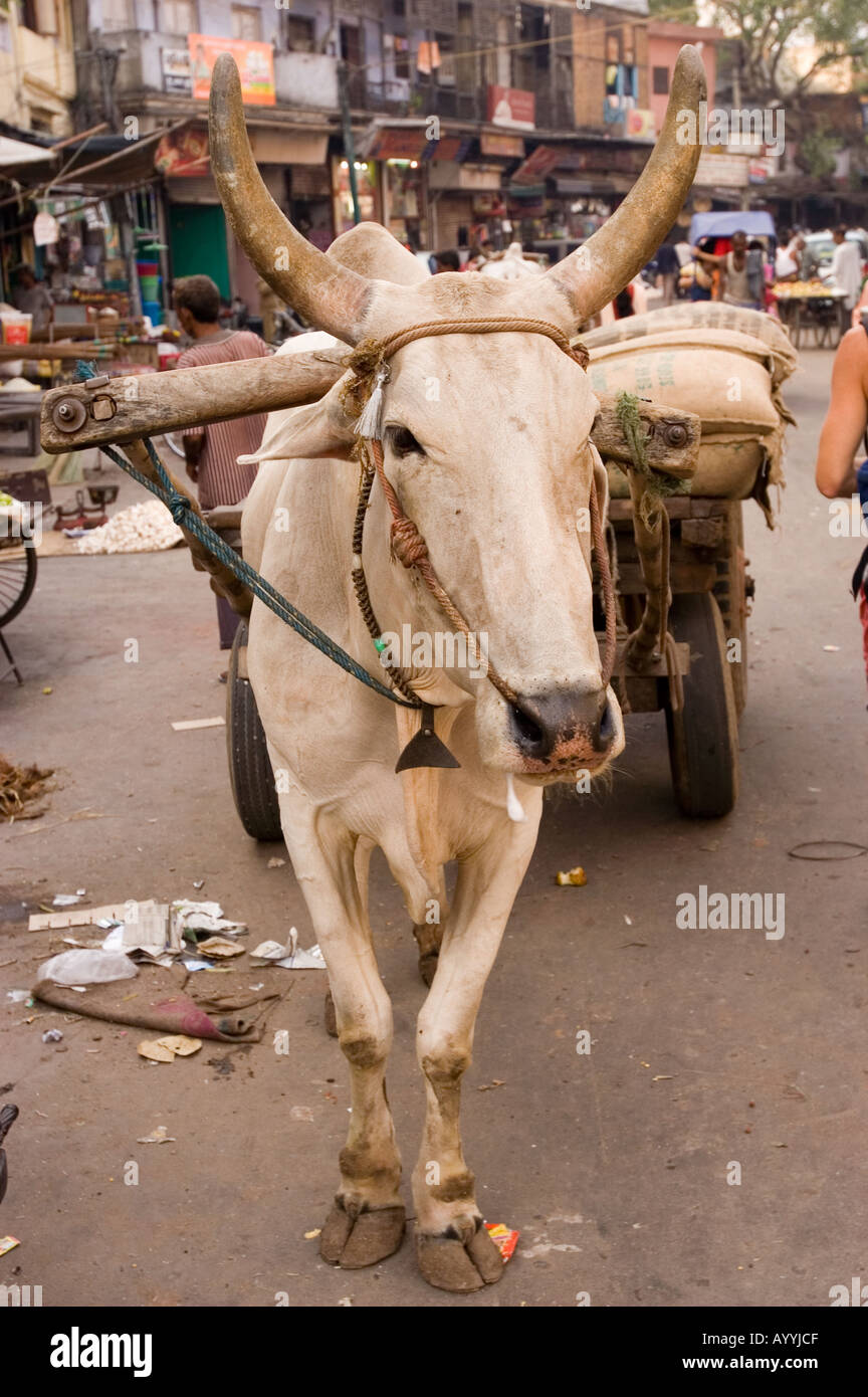 Traditional indian cart with flour hauled by white horned hump ox New Delhi India Stock Photo