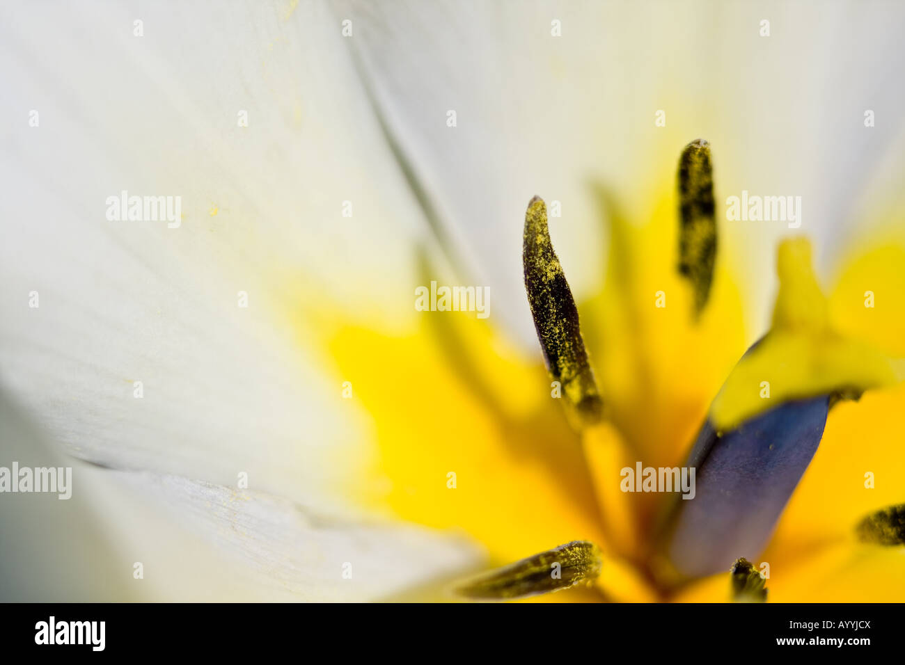 Macro image of a white tulip Stock Photo - Alamy