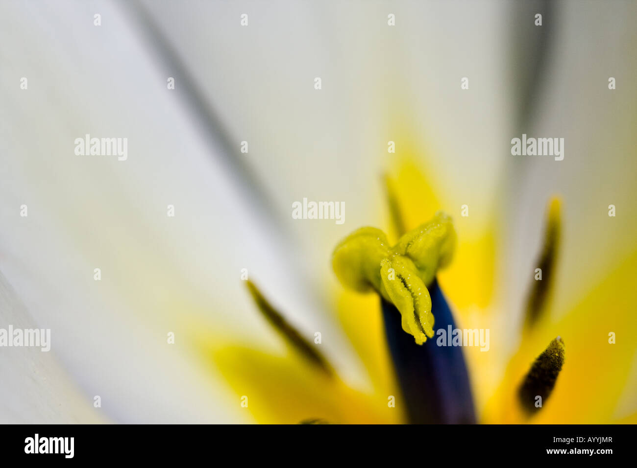 Macro image of a white tulip Stock Photo - Alamy
