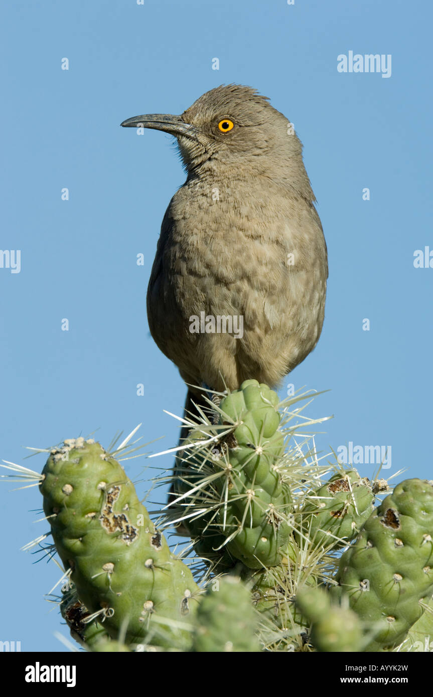 Curve billed Thrasher Toxostoma curvirostre Arizona USA Stock Photo - Alamy