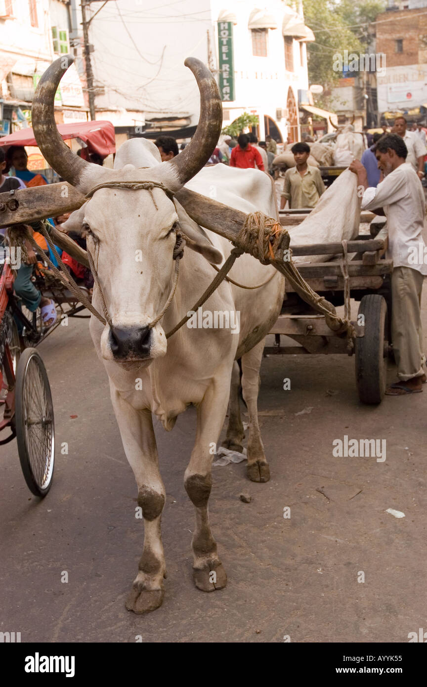 Traditional indian cart with flour hauled by white horned hump ox New Delhi India Stock Photo