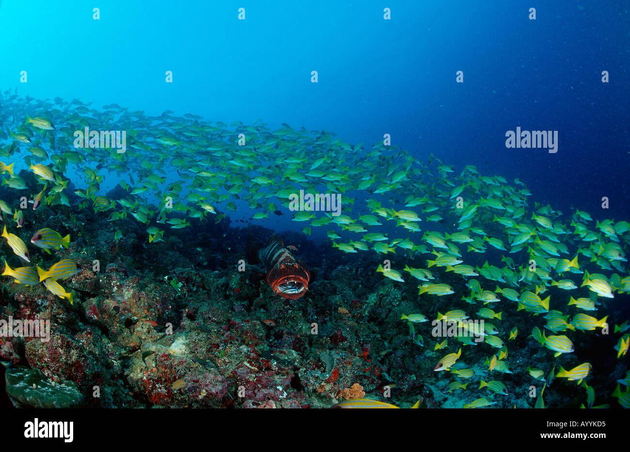 Saddleback coral trout Fivelined snapper Plectropomus laevis Lutjanus quinquelineatus Maldives Islands Indian ocean Ari Atol Ato Stock Photo