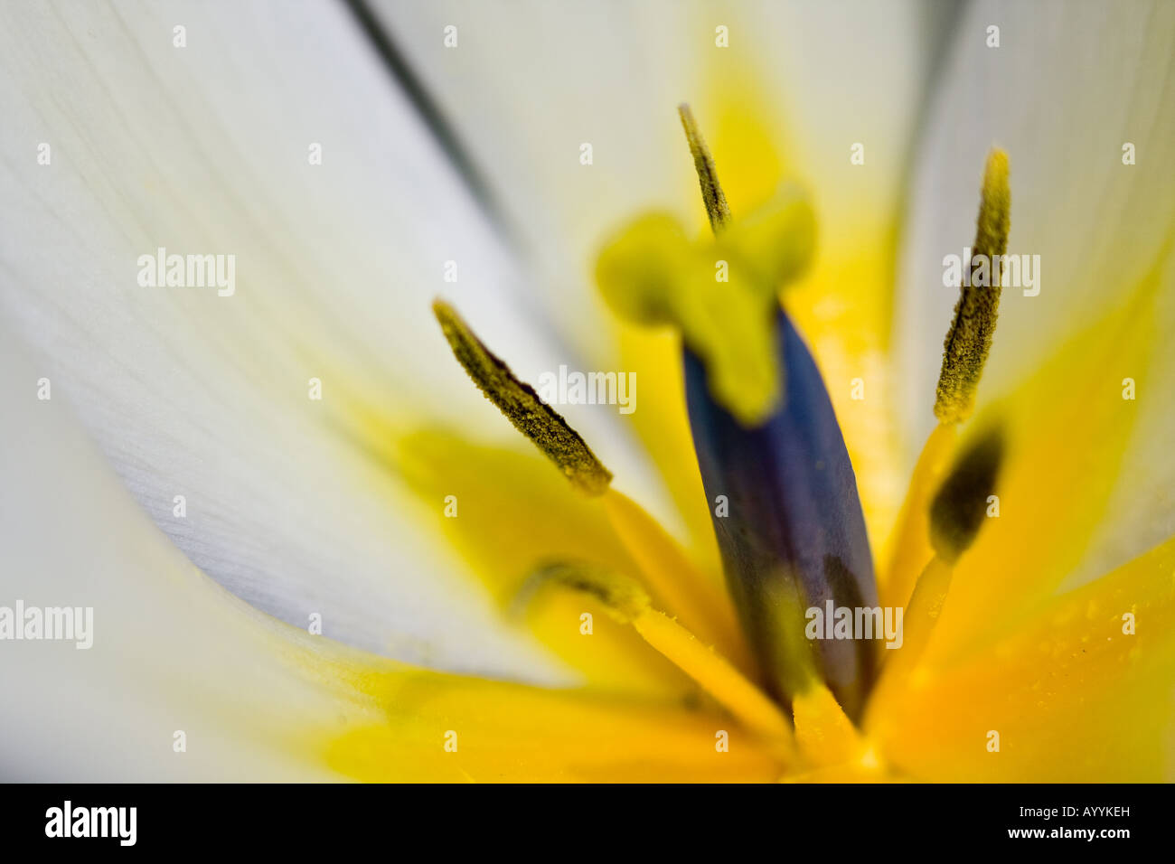 Macro image of a white tulip Stock Photo - Alamy
