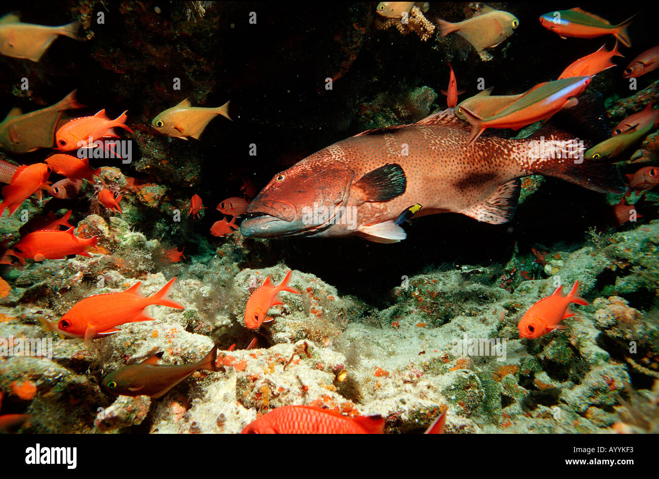 Saddleback coral trout Plectropomus laevis Maldives Islands Indian ocean Ari Atol Atoll Stock Photo