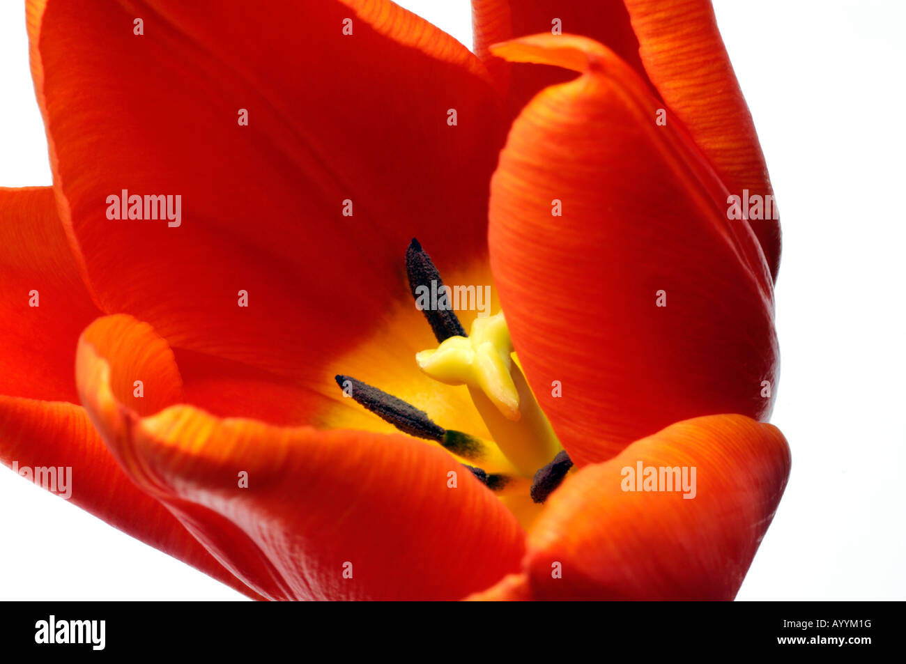 closeup close-up macro photograph of a red and yellow tulip against a ...