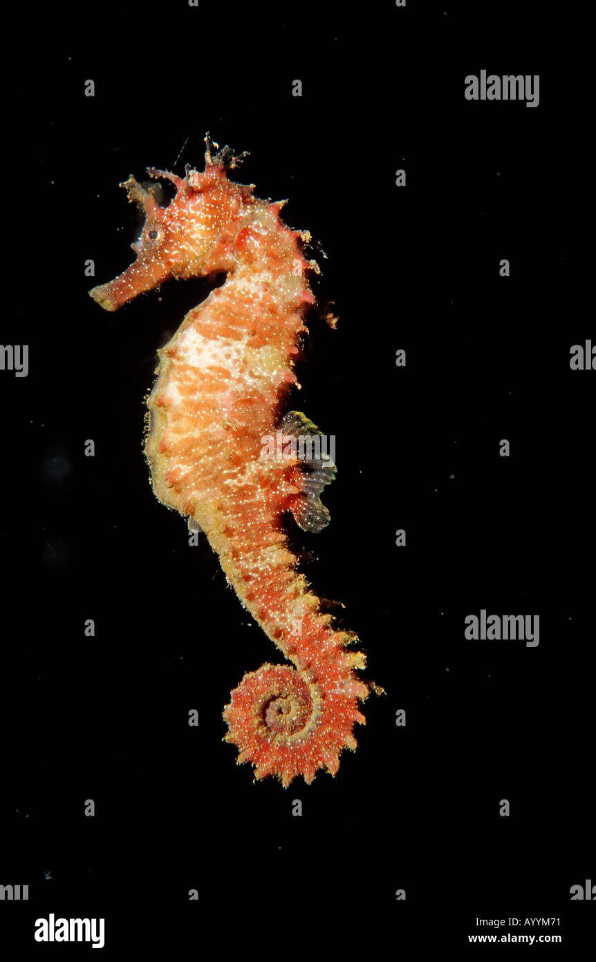 Speckled Seahorse Long snouted seahorse Hairy Seahorse Hippocampus guttulatus Spain Mallorca Mediterranean Sea Stock Photo