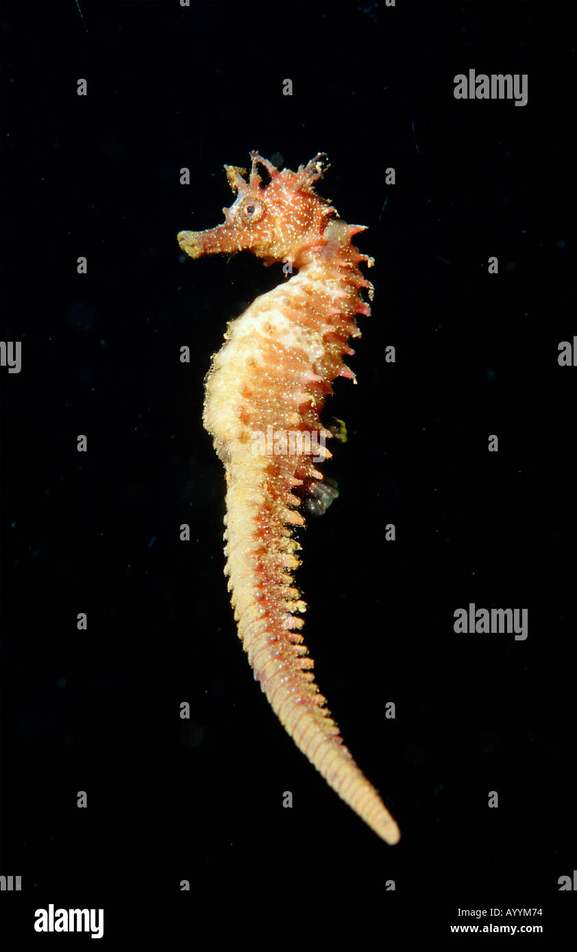 Speckled Seahorse Long snouted seahorse Hairy Seahorse Hippocampus guttulatus Spain Mallorca Mediterranean Sea Stock Photo