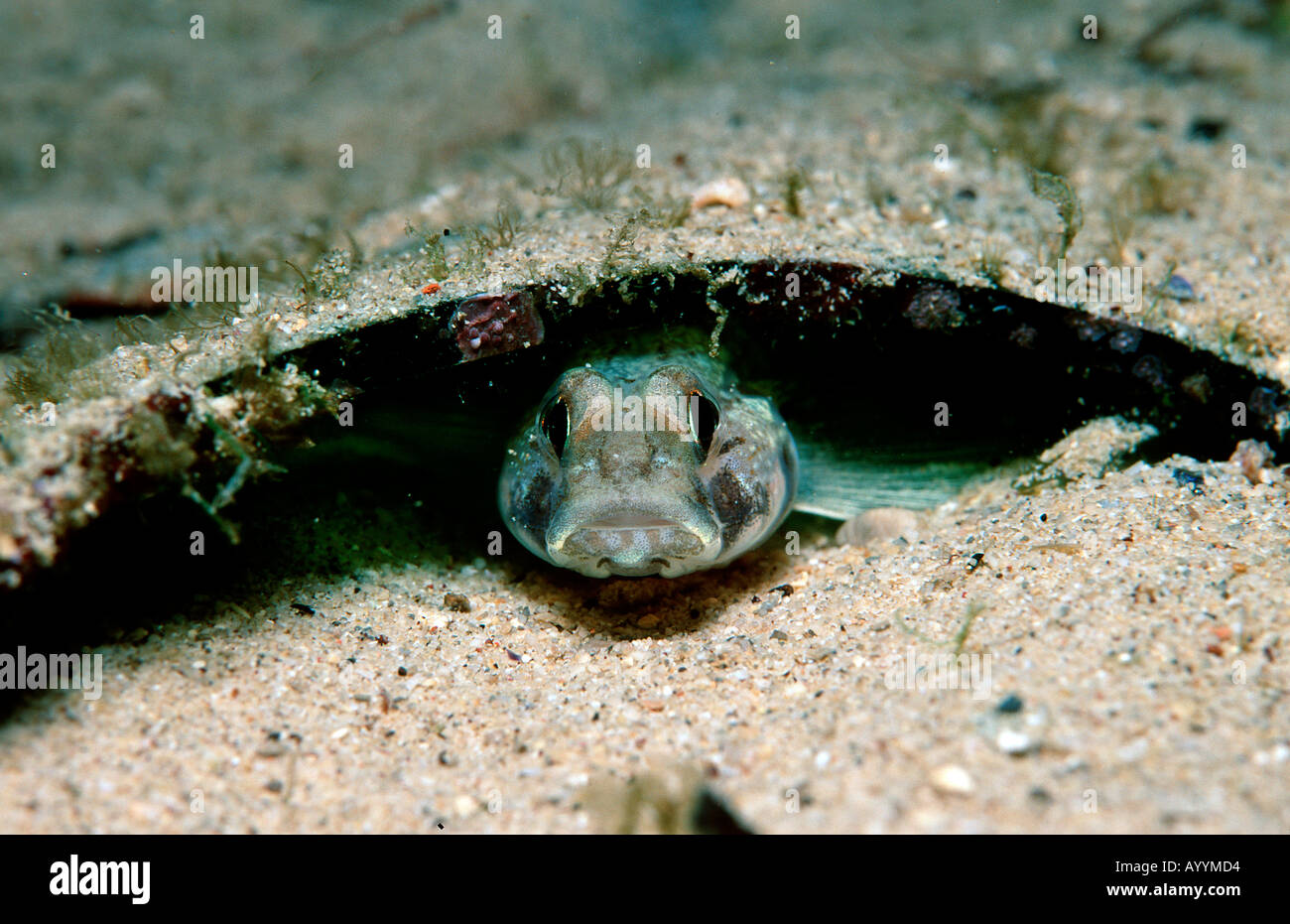 Goby under piece of broken glass Gobius niger jozo Croatia Istria Mediterranean Sea Stock Photo