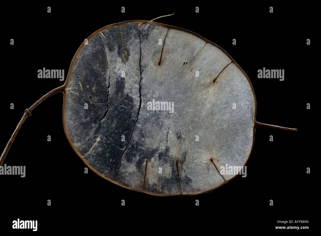 Penny flower hires stock photography and images Alamy