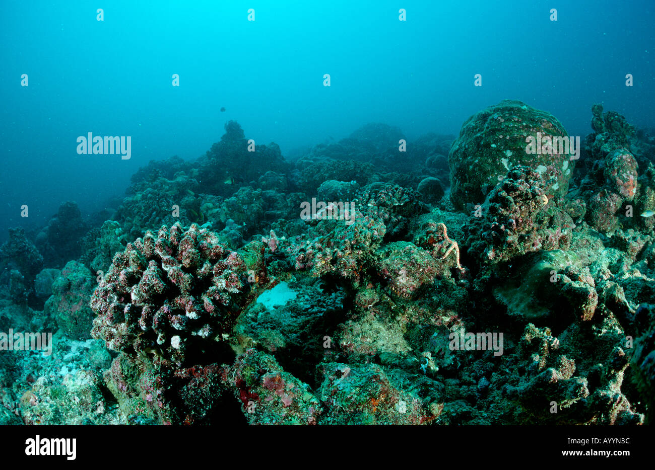 Coral bleaching Dead coral reef Maldives Islands Indian Ocean Stock