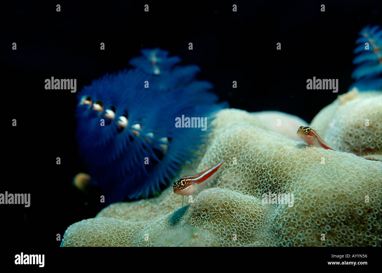 Christmas tree worm Spirobranchus giganteus Maldives Islands Indian Ocean Stock Photo