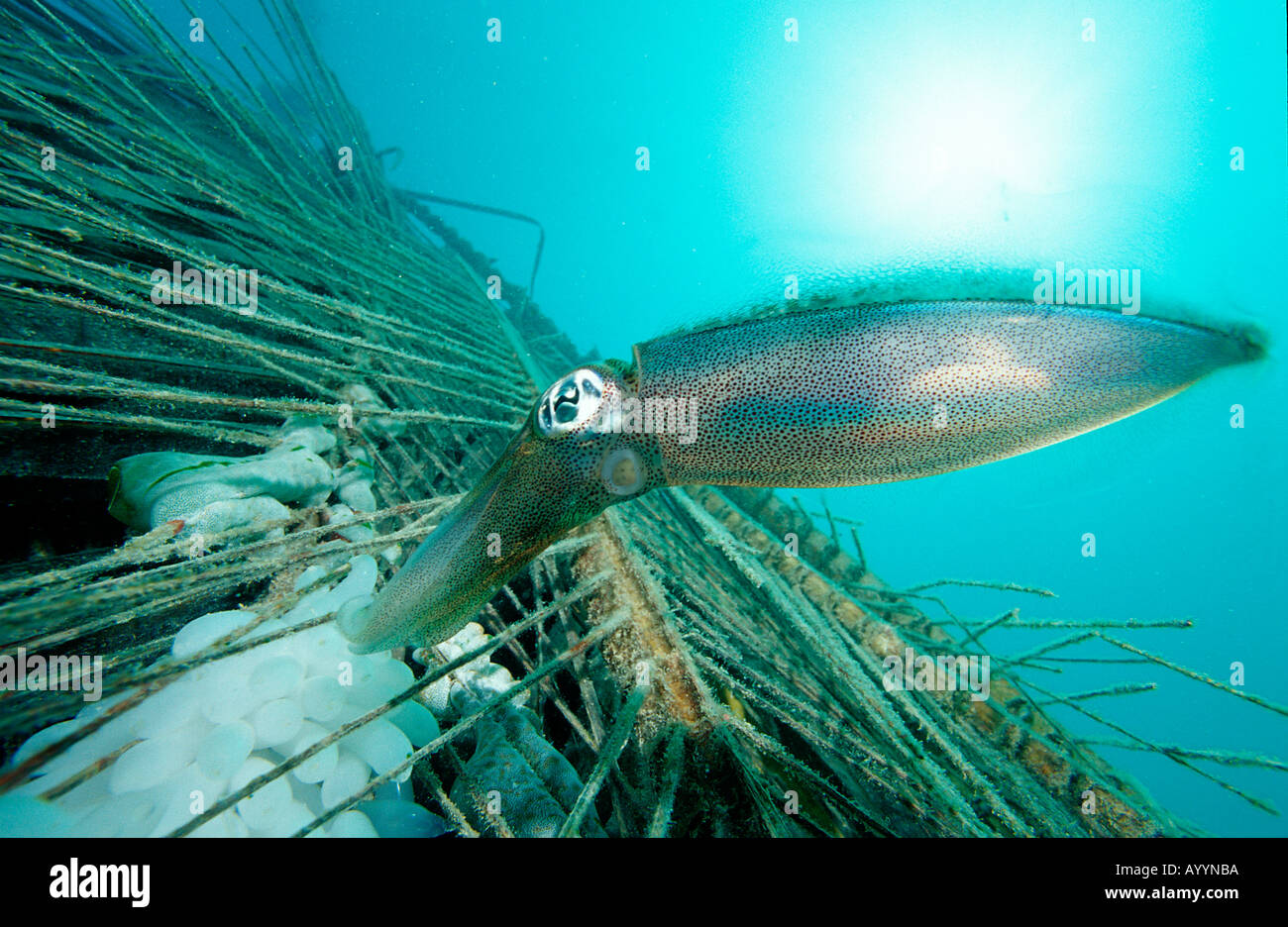 Reef squid laying eggs Sepiotheuthis australis Malaysia Pacific Ocean