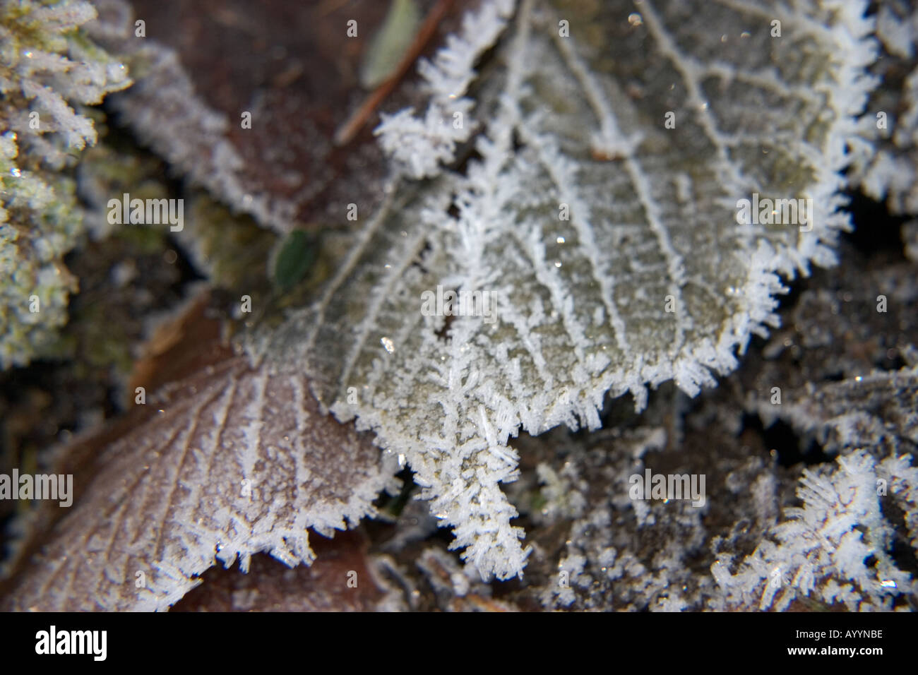 Frosty Leaves Stock Photo