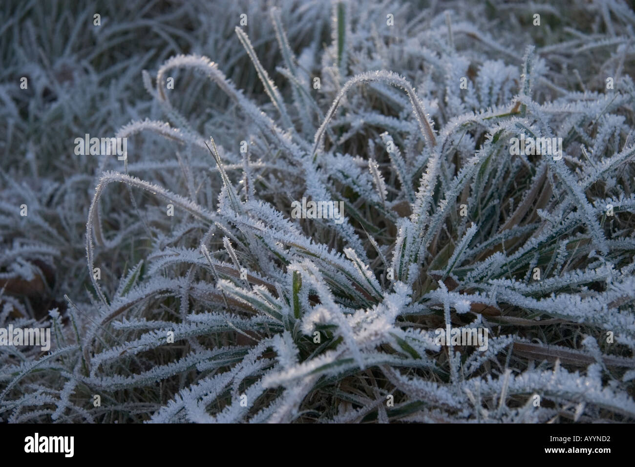 Frosty Grasses Stock Photo