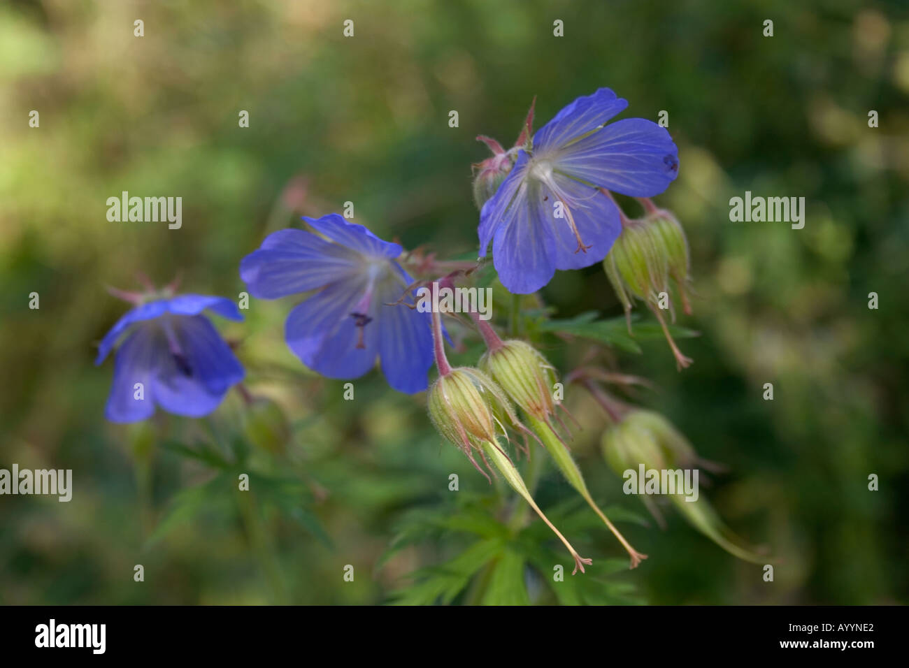 Meadow Cranesbill, Geranium Pratense Stock Photo