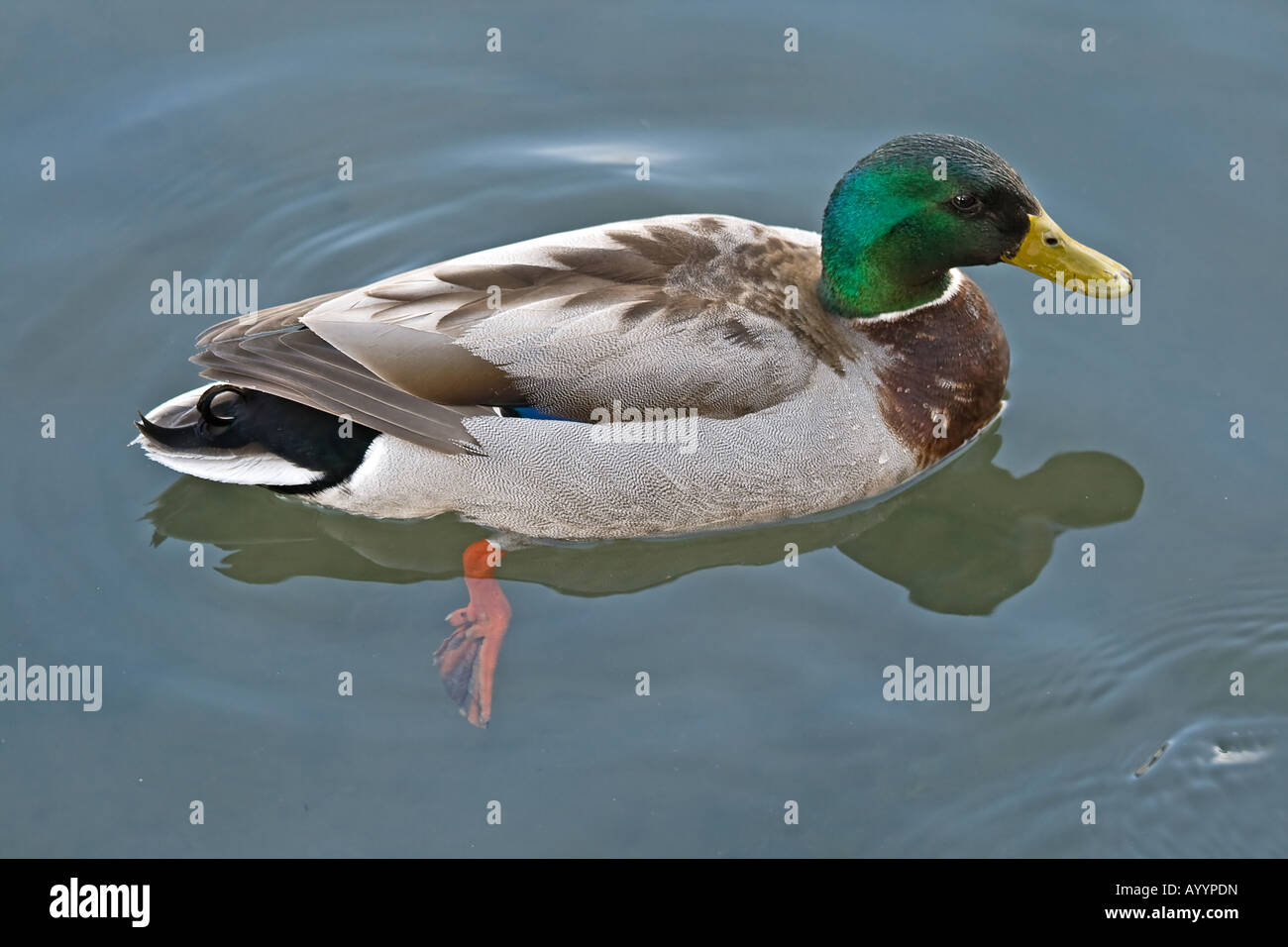 Top view of a Drake mallard duck (Anas platyrhynchos) swimming Stock Photo