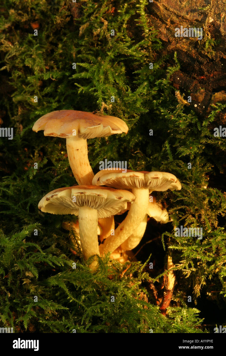 Honey Fungus Armillaria mellea toadstools growing on a mossy tree Stock Photo