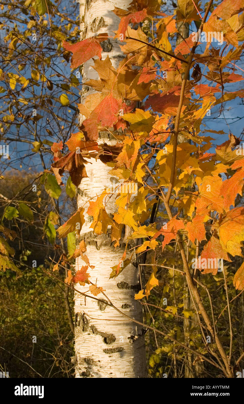 Fall foliage outside of Au Sable, Michigan USA Stock Photo Alamy