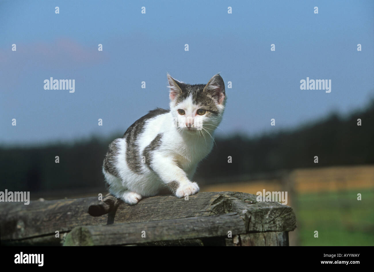 Domestic cat. Kitten on a wooden fence Stock Photo - Alamy