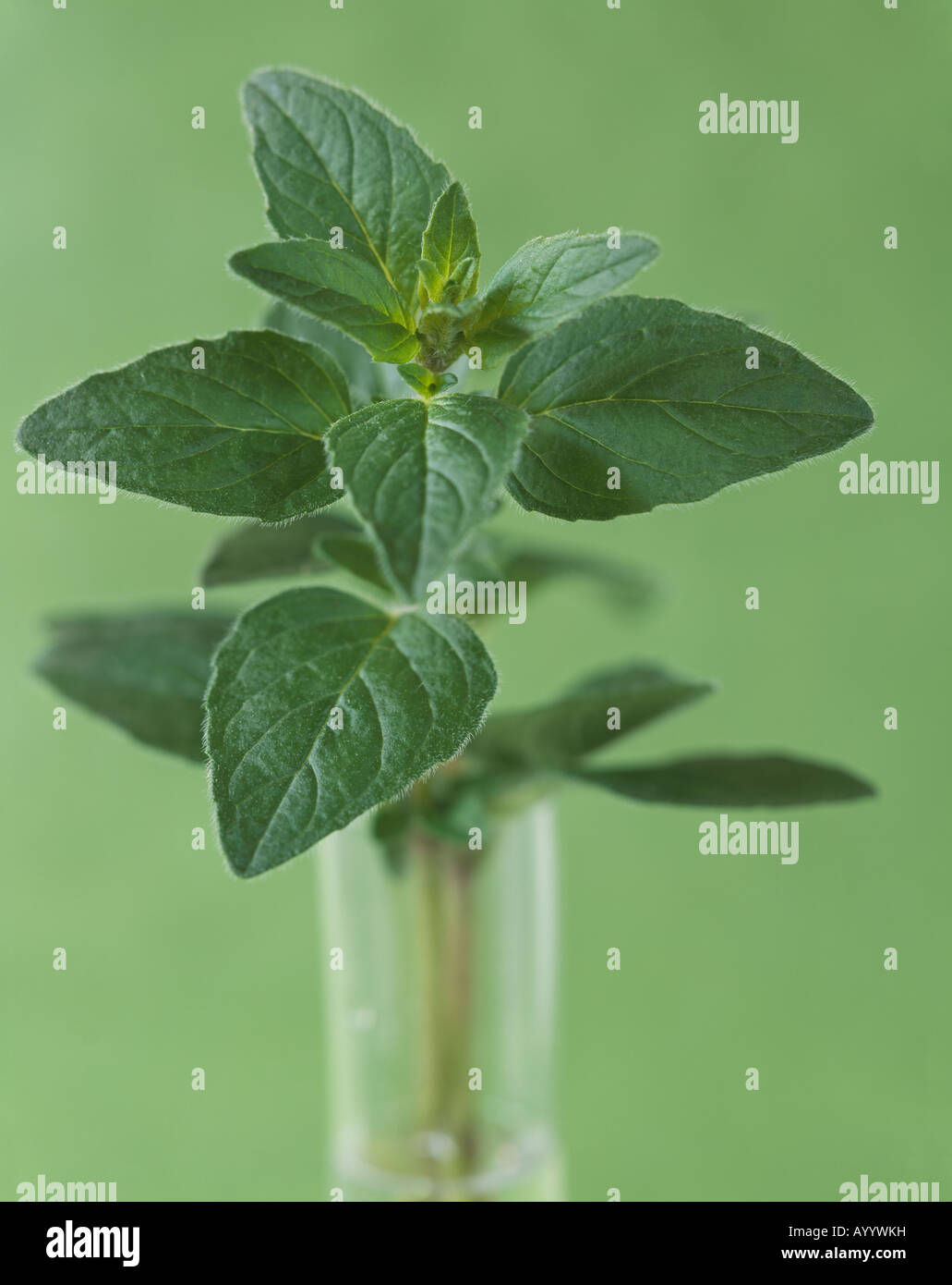 fresh herb oregano plant Stock Photo Alamy