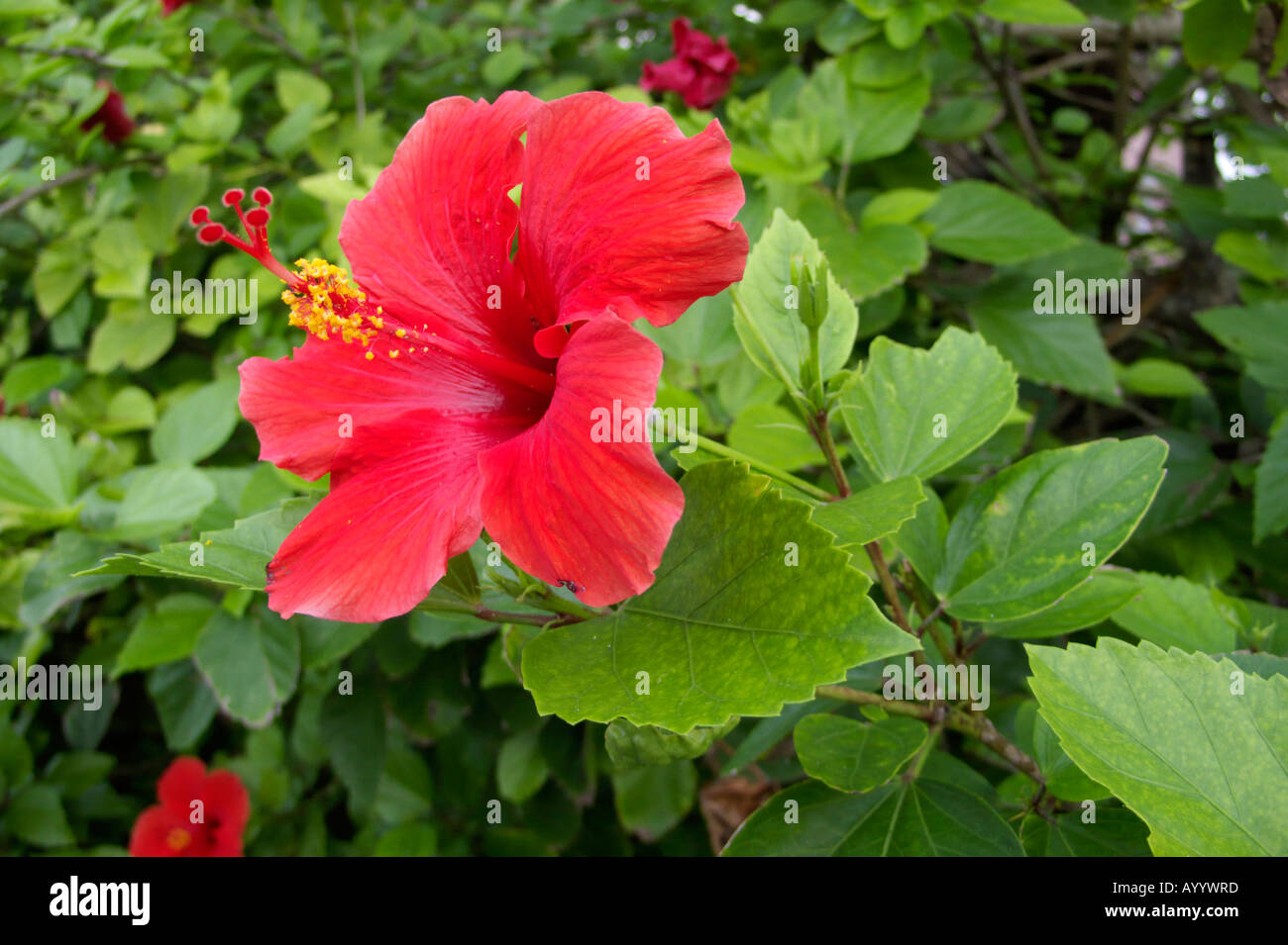 Hibiscus flower growing in Bermuda Stock Photo Alamy