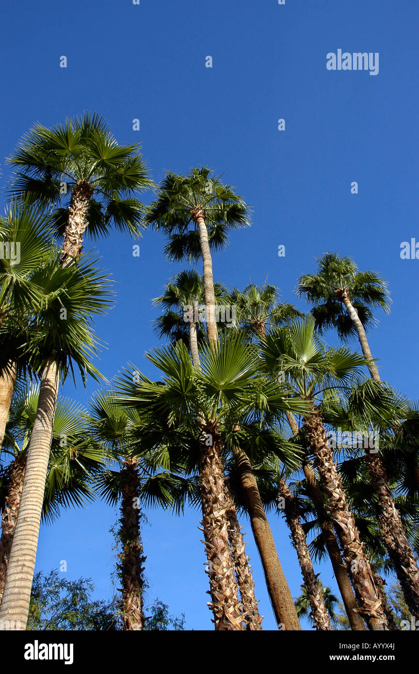 Washingtonia robusta palm trees Tempe AZ Stock Photo Alamy