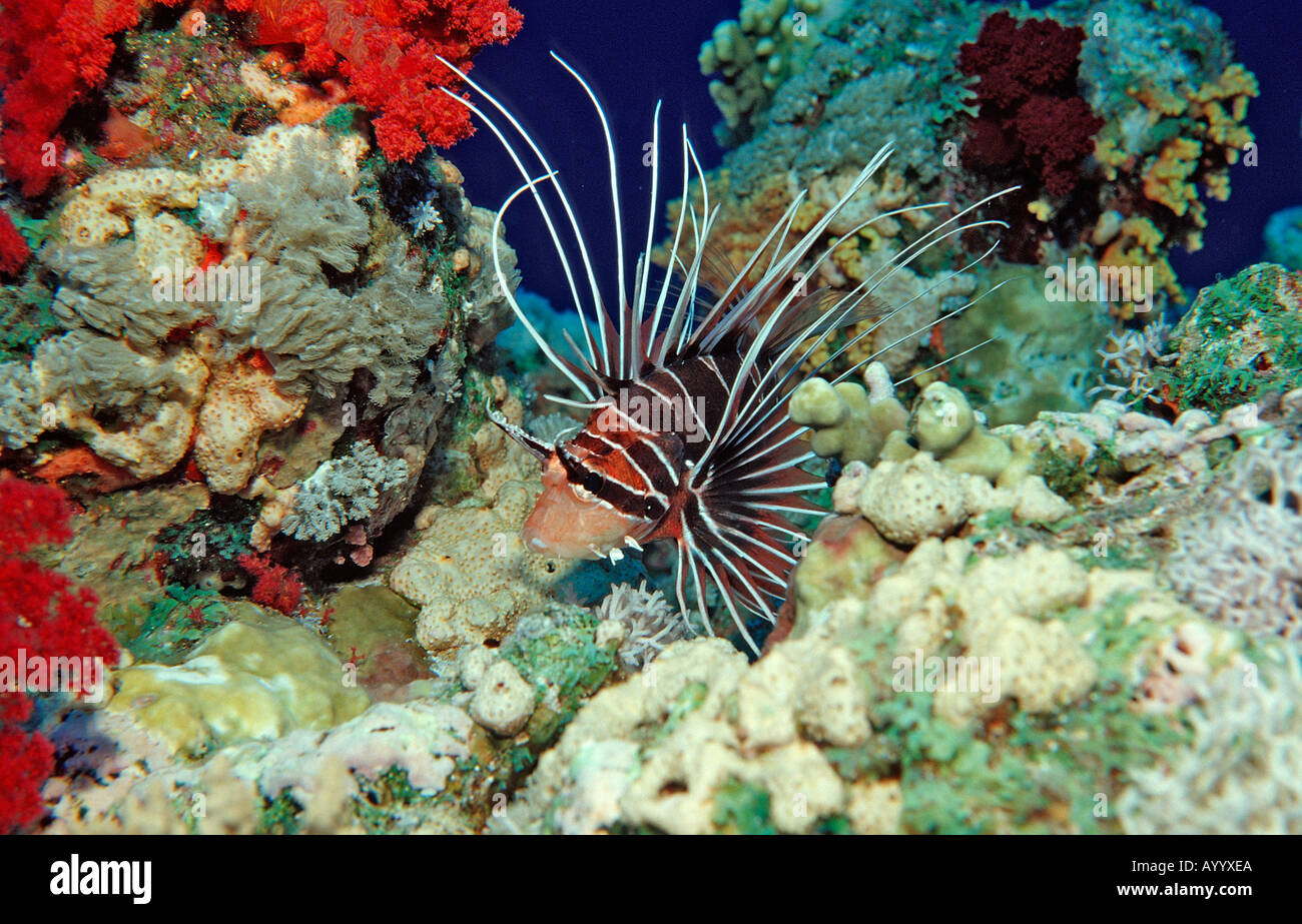 Radial lionfish Pterois radiata Egypt Rocky Island Red Sea Stock Photo