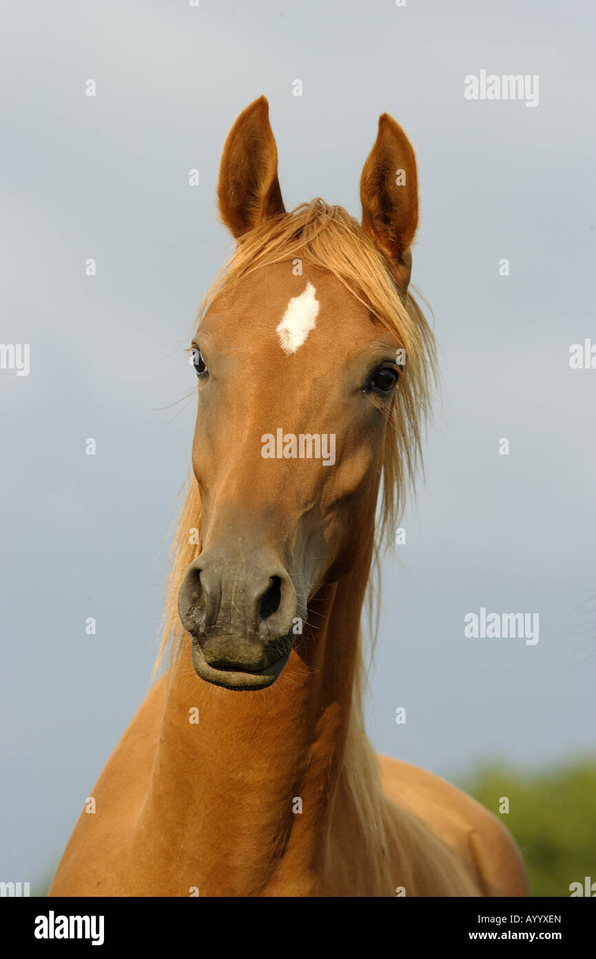 young Arabian horse portrait Stock Photo Alamy