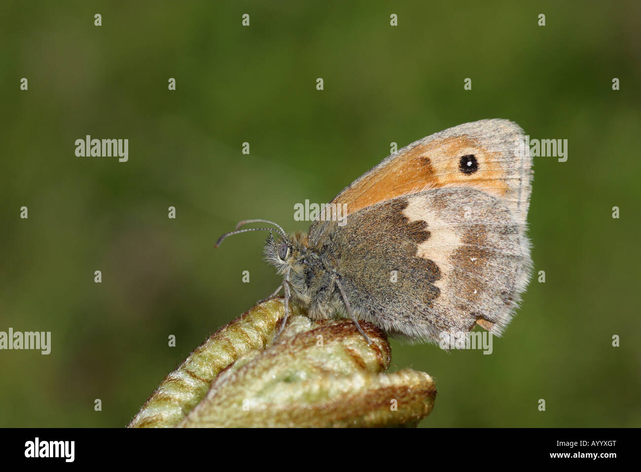 Small heath butterfly on bracken Stock Photo Alamy