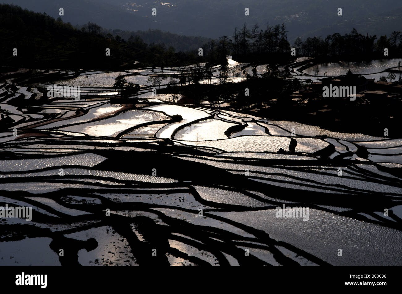 The beautiful rice terraces in south Yunnan province Stock Photo - Alamy