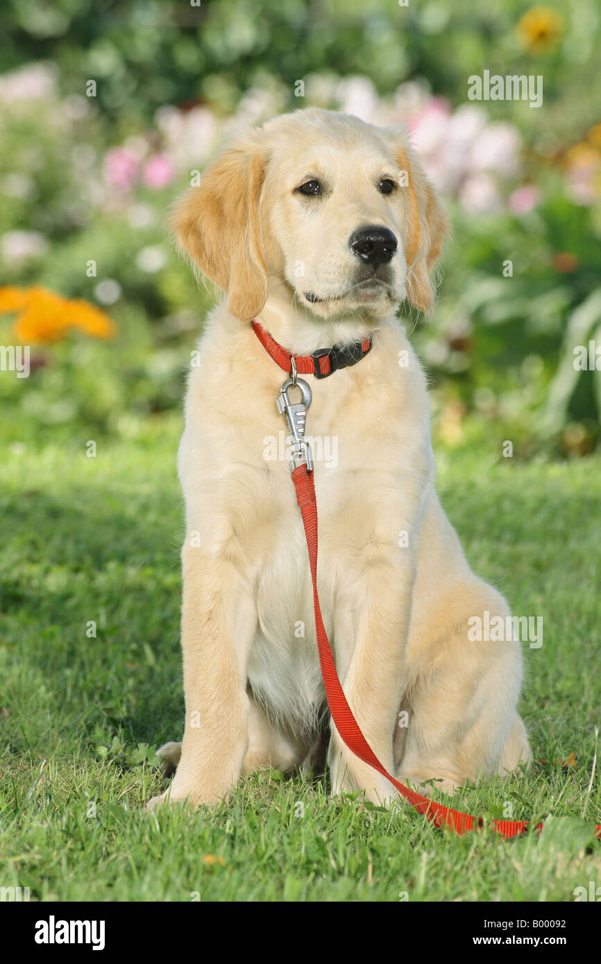 young Golden Retriever - sitting on meadow Stock Photo - Alamy