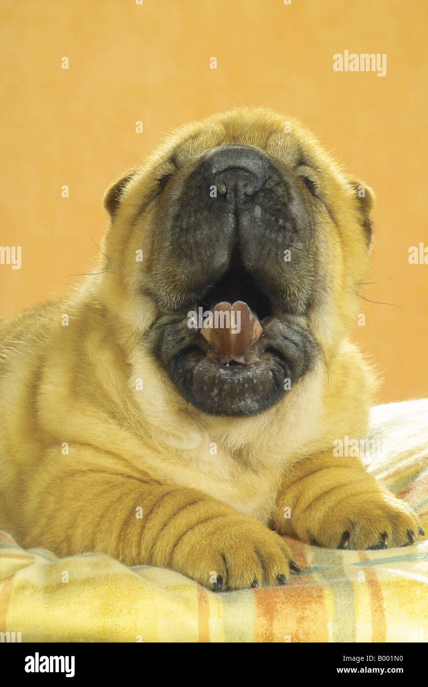Shar Pei puppy - lying on pillow - yawning Stock Photo