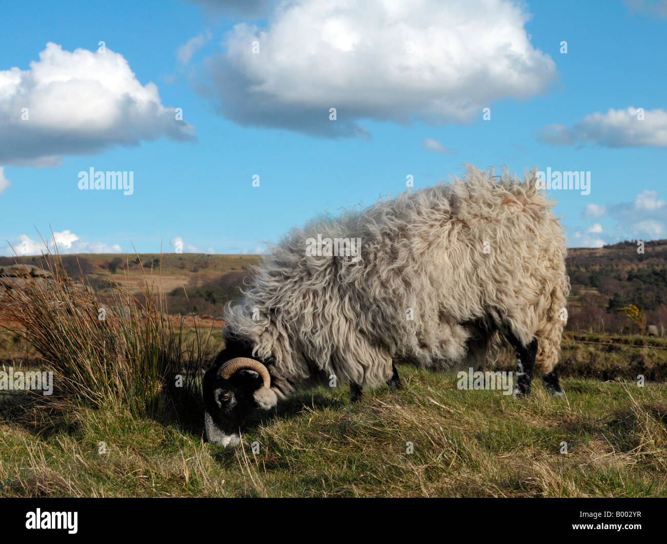sheep grazing in the Peak District Stock Photo - Alamy