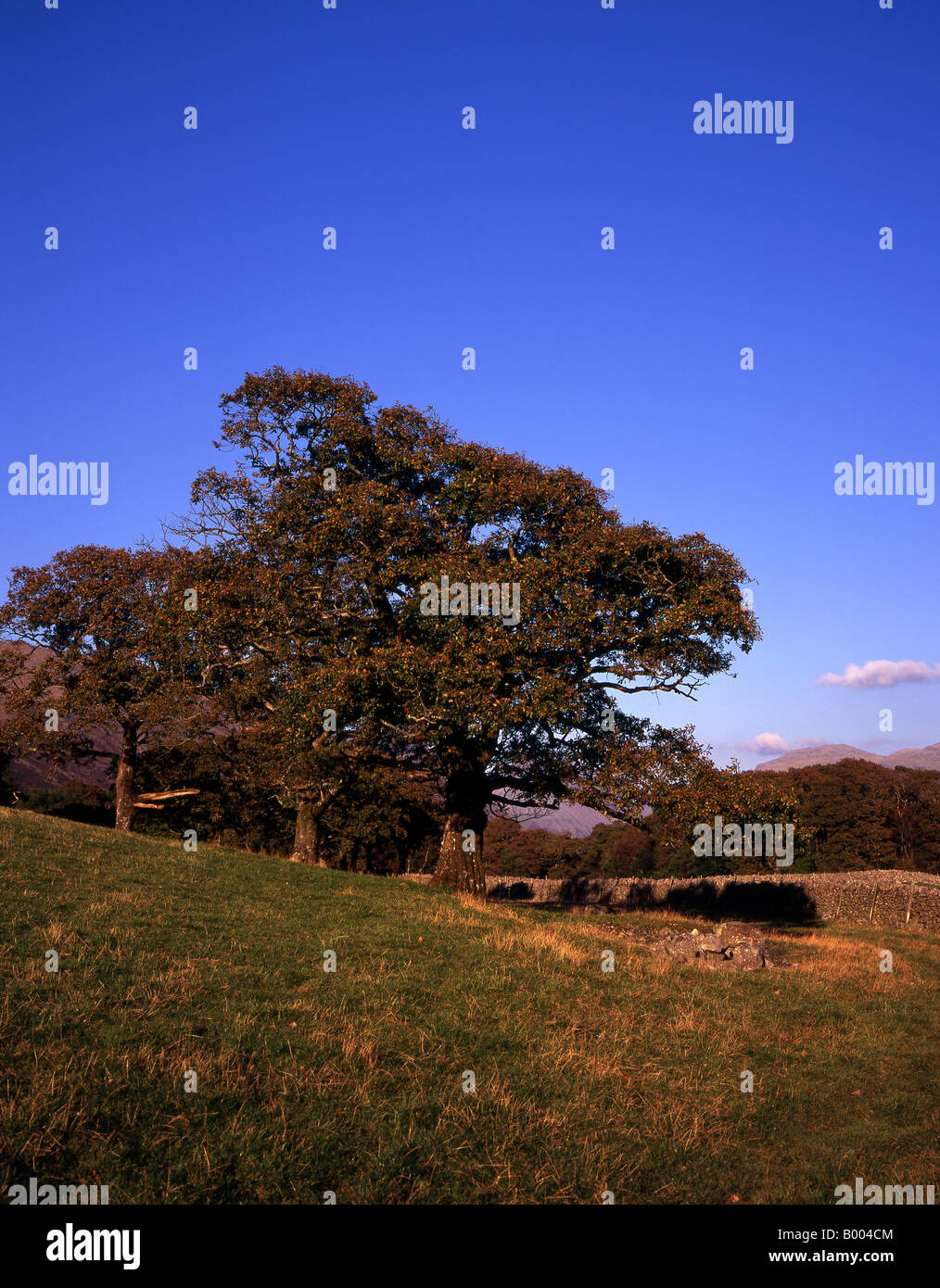 Oak trees by a field bounded and dry stones walls Nether Wasdale Lake District  Cumbria England Stock Photo
