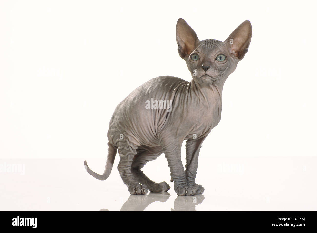 Sphynx kitten standing - cut out Stock Photo Alamy