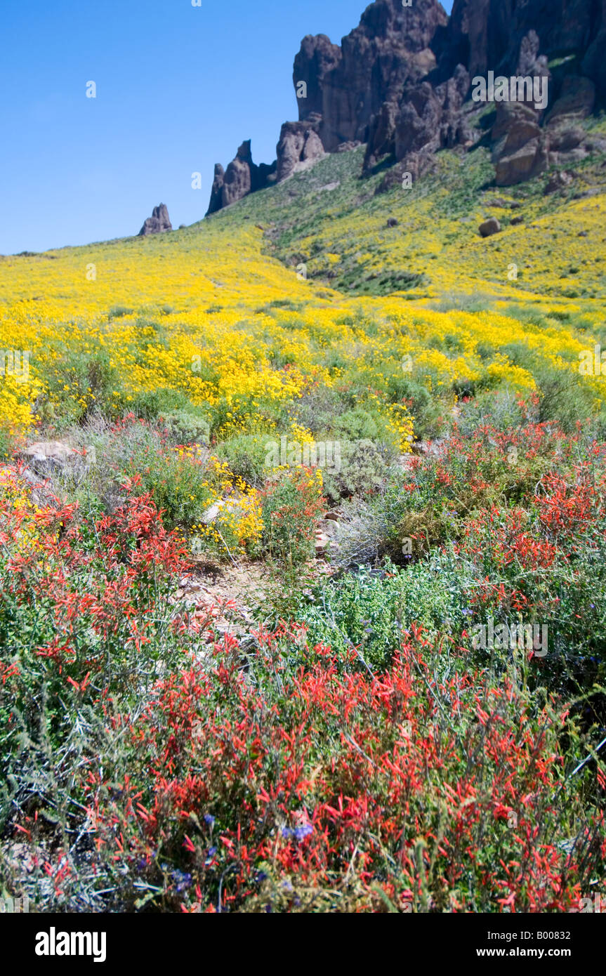 Arizona wild flowers hires stock photography and images Alamy