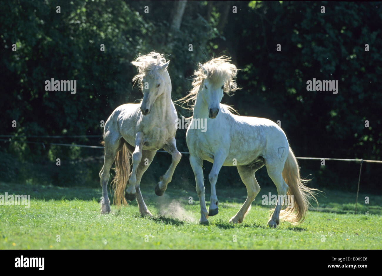 Camargue Horse (Equus caballus). A Camargue and an Arabian stallion showing off Stock Photo